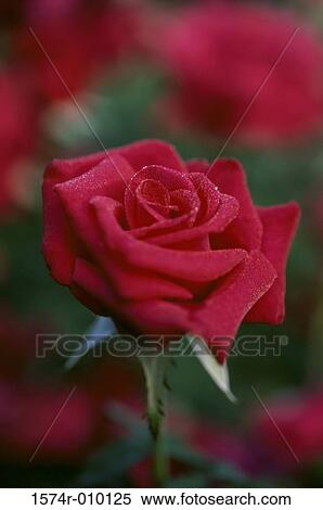 Stock Photography - Rose. Fotosearch