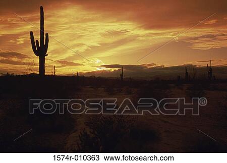 Saguaros Cabeza Prieta National Wildlife Refuge Arizona USA View Large Photo Image Stock Image - Saguaros Cabeza Prieta National Wildlife Refuge Arizona USA. Fotosearch