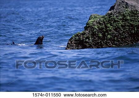 Seal swimming in the sea View Large Photo Image Stock Image - Seal swimming in the sea. Fotosearch