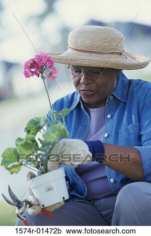 Senior woman gardening View Large Photo Image Stock Image - Senior woman gardening. Fotosearch