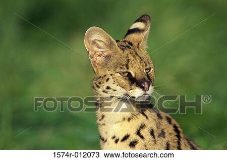Serval View Large Photo Image Stock Image - Serval. Fotosearch