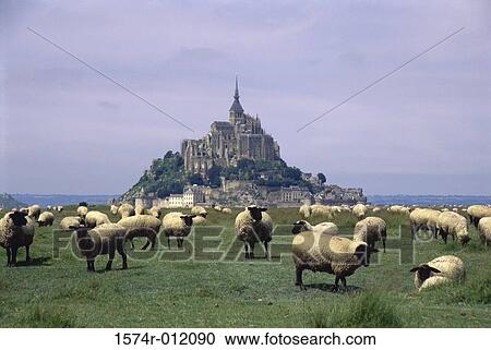 Sheep Mont-Saint-Michel Normandy France View Large Photo Image Stock Image - Sheep Mont-Saint-Michel Normandy France. Fotosearch