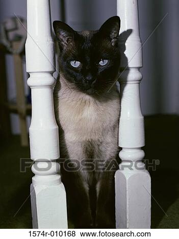 Siamese View Large Photo Image Stock Photo - Siamese. Fotosearch