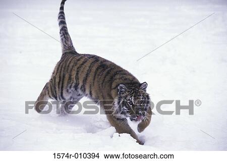 Siberian Tiger View Large Photo Image Picture - Siberian Tiger. Fotosearch