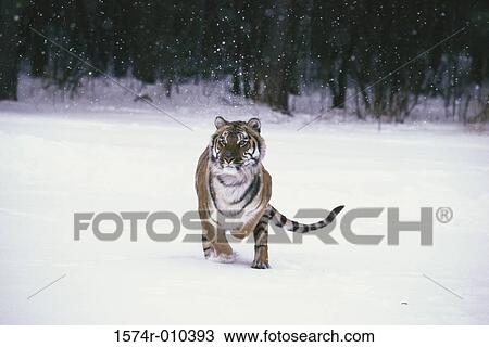 Siberian Tiger View Large Photo Image Stock Image - Siberian Tiger. Fotosearch