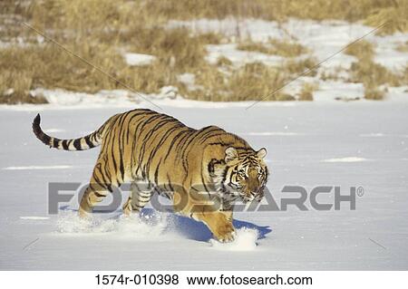 Siberian Tiger View Large Photo Image Stock Photo - Siberian Tiger. Fotosearch