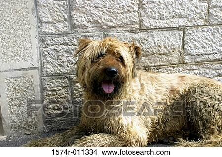 Side profile of a dog panting View Large Photo Image Picture - Side profile of a dog panting. Fotosearch