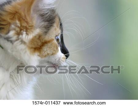 Stock Photo - Side profile of a kitten. Fotosearch