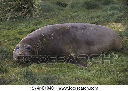Southern Elephant Seal View Large Photo Image Stock Image - Southern Elephant Seal. Fotosearch