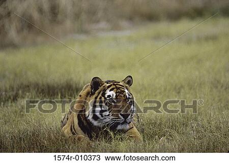 Sumatra Tiger View Large Photo Image Stock Image - Sumatra Tiger. Fotosearch