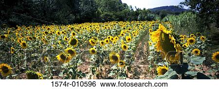 Sunflowers Provence France View Large Photo Image Stock Photograph - Sunflowers Provence France. Fotosearch