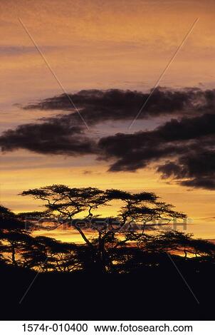 Stock Image - Tanzania. Fotosearch