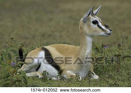 Stock Image - Thomson's Gazelle. Fotosearch