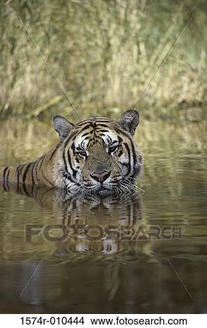 Picture - Tiger. Fotosearch