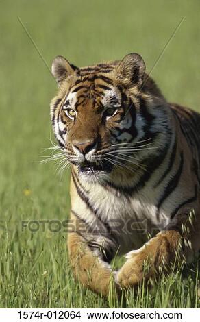 Tiger View Large Photo Image Picture - Tiger. Fotosearch