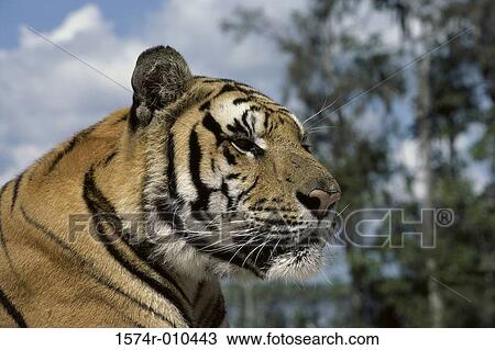 Tiger View Large Photo Image Stock Image - Tiger. Fotosearch