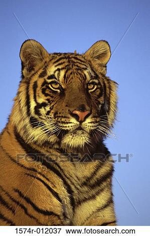 Tiger View Large Photo Image Stock Photo - Tiger. Fotosearch