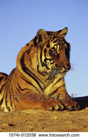 Stock Photo - Tiger. Fotosearch