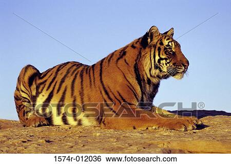 Tiger View Large Photo Image Stock Photograph - Tiger. Fotosearch