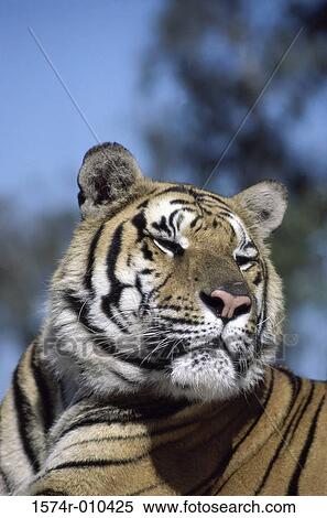 Stock Photography - Tiger. Fotosearch