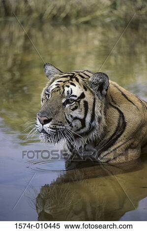 Stock Photography - Tiger. Fotosearch