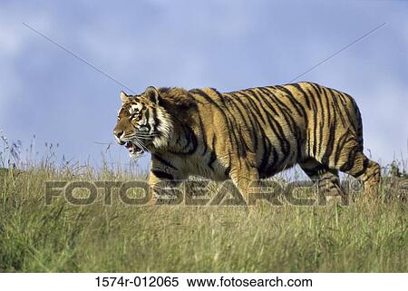 Tiger View Large Photo Image Stock Photography - Tiger. Fotosearch