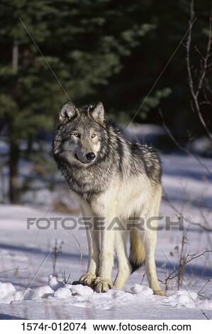 Picture - Timber Wolf. Fotosearch