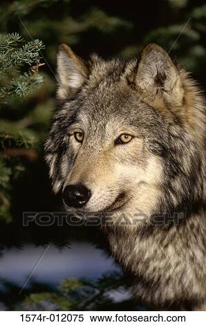 Timber Wolf View Large Photo Image Stock Photography - Timber Wolf. Fotosearch