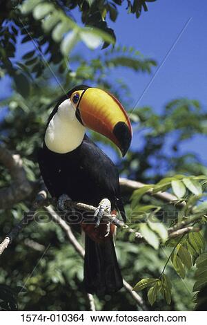 Picture - Toucan. Fotosearch