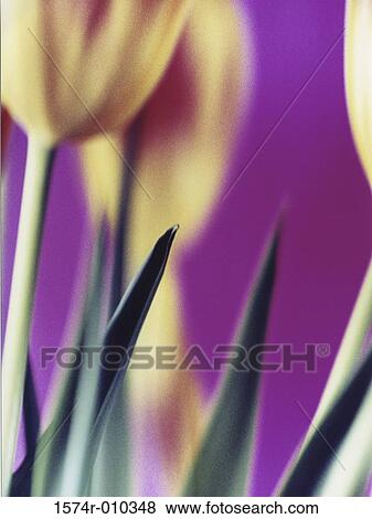 Stock Photo - Tulips. Fotosearch