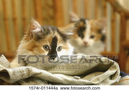 Stock Image - Two cats looking away. Fotosearch