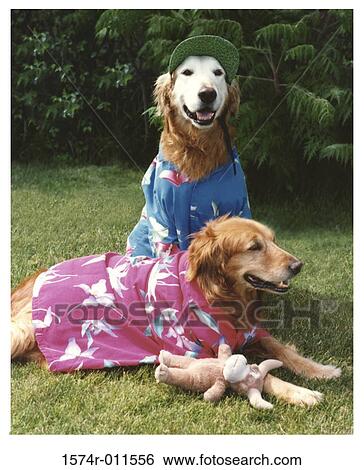 Stock Photograph - Two Golden Retrievers dressed in clothes. Fotosearch