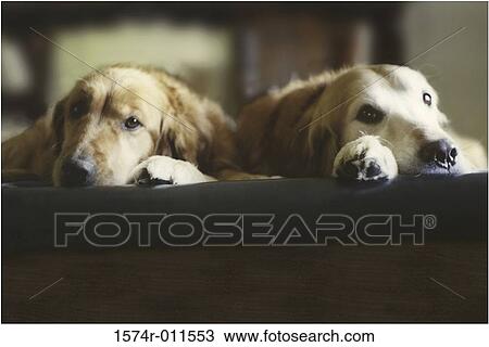 Two Golden Retrievers lying in a bed View Large Photo Image Stock Image - Two Golden Retrievers lying in a bed. Fotosearch