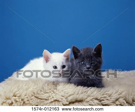 Stock Image - Two kittens lying on a rug. Fotosearch