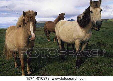 Viking Horses Iceland View Large Photo Image Stock Photo - Viking Horses Iceland. Fotosearch
