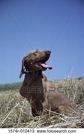Vizsla View Large Photo Image Stock Image - Vizsla. Fotosearch