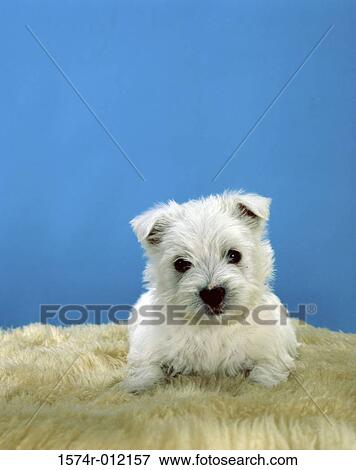 West Highland Terrier View Large Photo Image Stock Photo - West Highland Terrier. Fotosearch