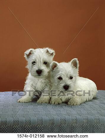West Highland Terriers View Large Photo Image Stock Photo - West Highland Terriers. Fotosearch