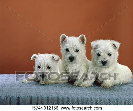 West Highland Terriers View Large Photo Image Stock Photograph - West Highland Terriers. Fotosearch
