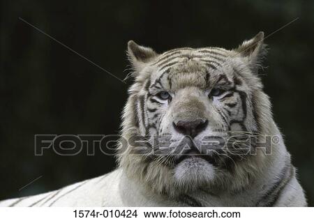 White Bengal Tiger View Large Photo Image Picture - White Bengal Tiger. Fotosearch