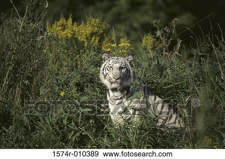White Bengal Tiger View Large Photo Image Stock Photo - White Bengal Tiger. Fotosearch