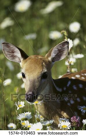 White-tailed Deer View Large Photo Image Stock Image - White-tailed Deer. Fotosearch