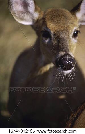 Stock Photography - White-Tailed Deer. Fotosearch