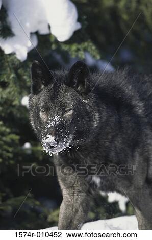 Wolf View Large Photo Image Stock Image - Wolf. Fotosearch