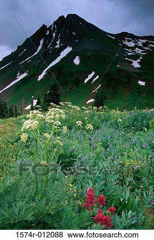 Stock Photo - Yankee Boy Basin Uncompahgre National Forest Colorado USA. Fotosearch