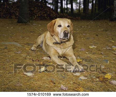 Yellow Labrador Retriever View Large Photo Image Stock Photo - Yellow Labrador Retriever. Fotosearch