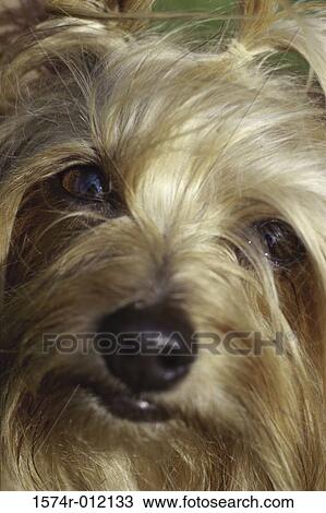 Stock Image - Yorkshire Terrier. Fotosearch
