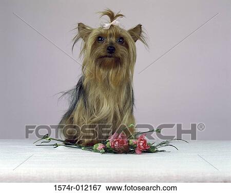 Stock Photo - Yorkshire Terrier. Fotosearch