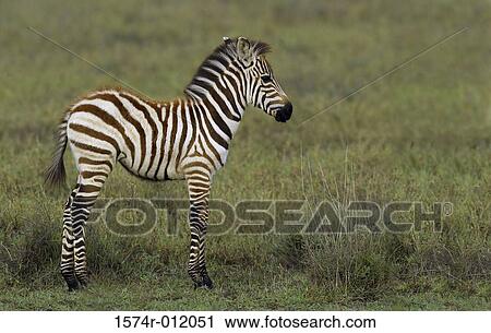 Zebra View Large Photo Image Stock Image - Zebra. Fotosearch