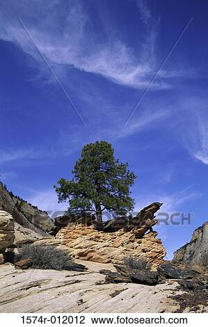 Zion National Park Utah USA View Large Photo Image Stock Image - Zion National Park Utah USA. Fotosearch